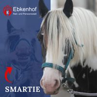 Ebkenhof Einstellerpferde Smartie