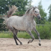 Ebkenhof Poderoso ausreiten Pensionsstall Westerstede Ihorst Reitstall Pferdestall