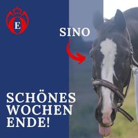 Ebkenhof Sino ausreiten Pensionsstall Westerstede Ihorst Reitstall Pferdestall